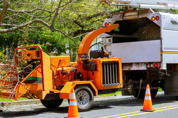  Orlovista, FL Tree Service Pros